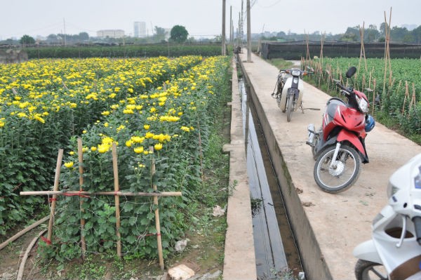 Tay Tuu flower village in Spring  - ảnh 1